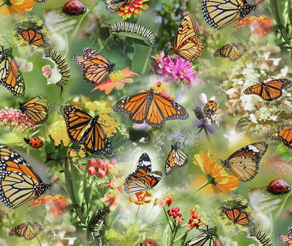 Caterpillars, Butterflies - Meadow