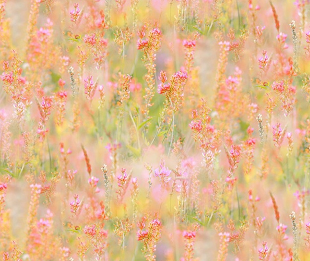 Pink Flowers Bloom