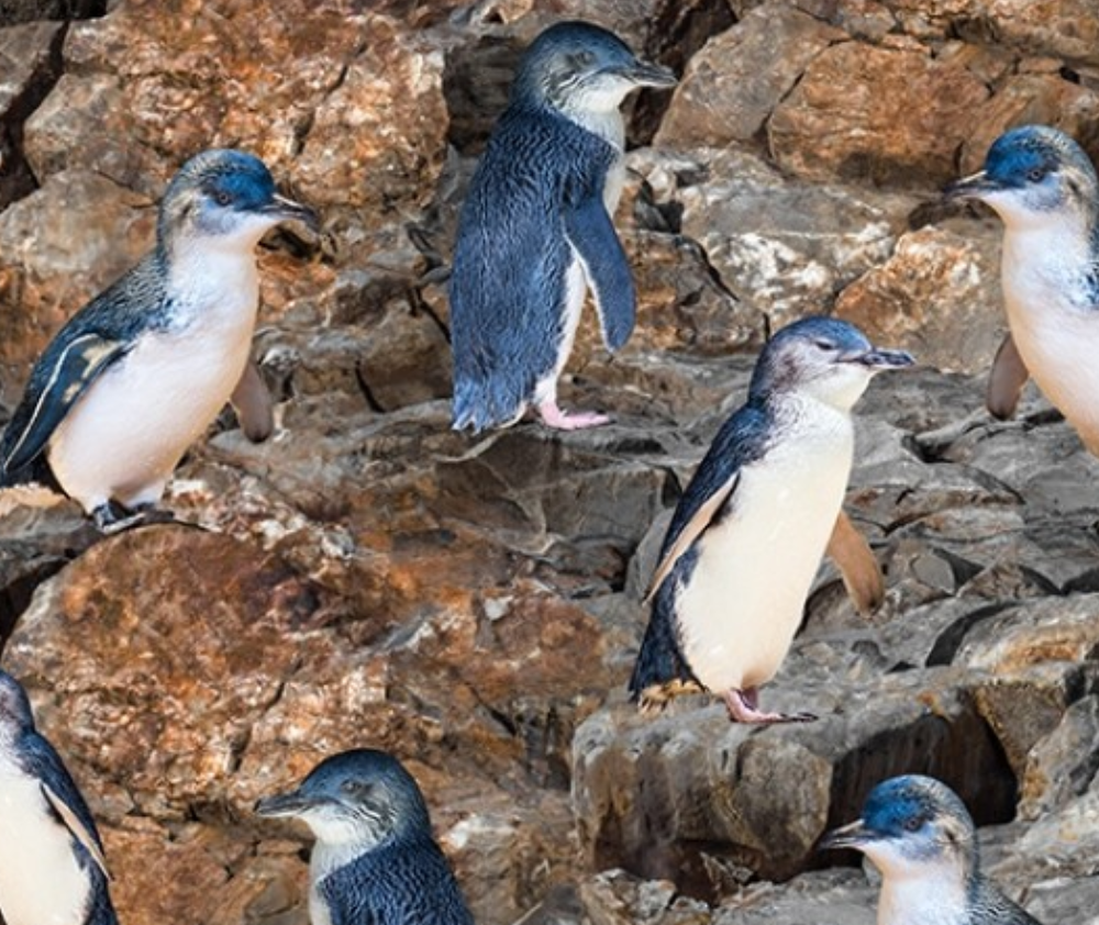 Novelties Penguins Rocks - 0.1m