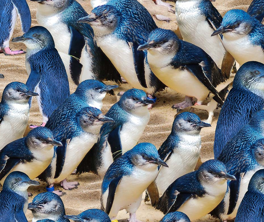 Novelties Penguins Sand - 0.1m