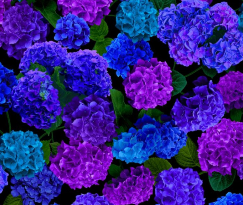 Midnight Blooms Hydrangea Large Florals - 10cm Increments
