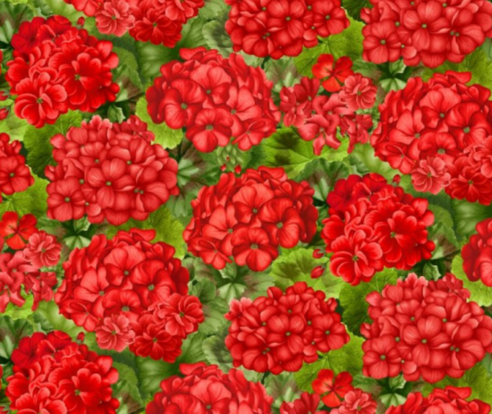Scarlet Beauty Packed Geranium Red - 10cm Increments