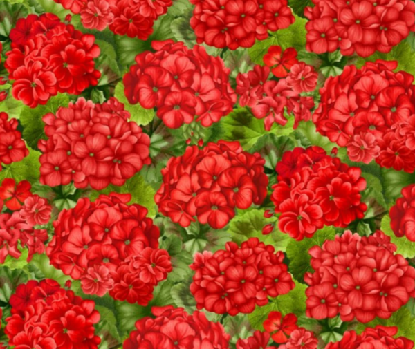 Scarlet Beauty Packed Geranium Red - 10cm Increments